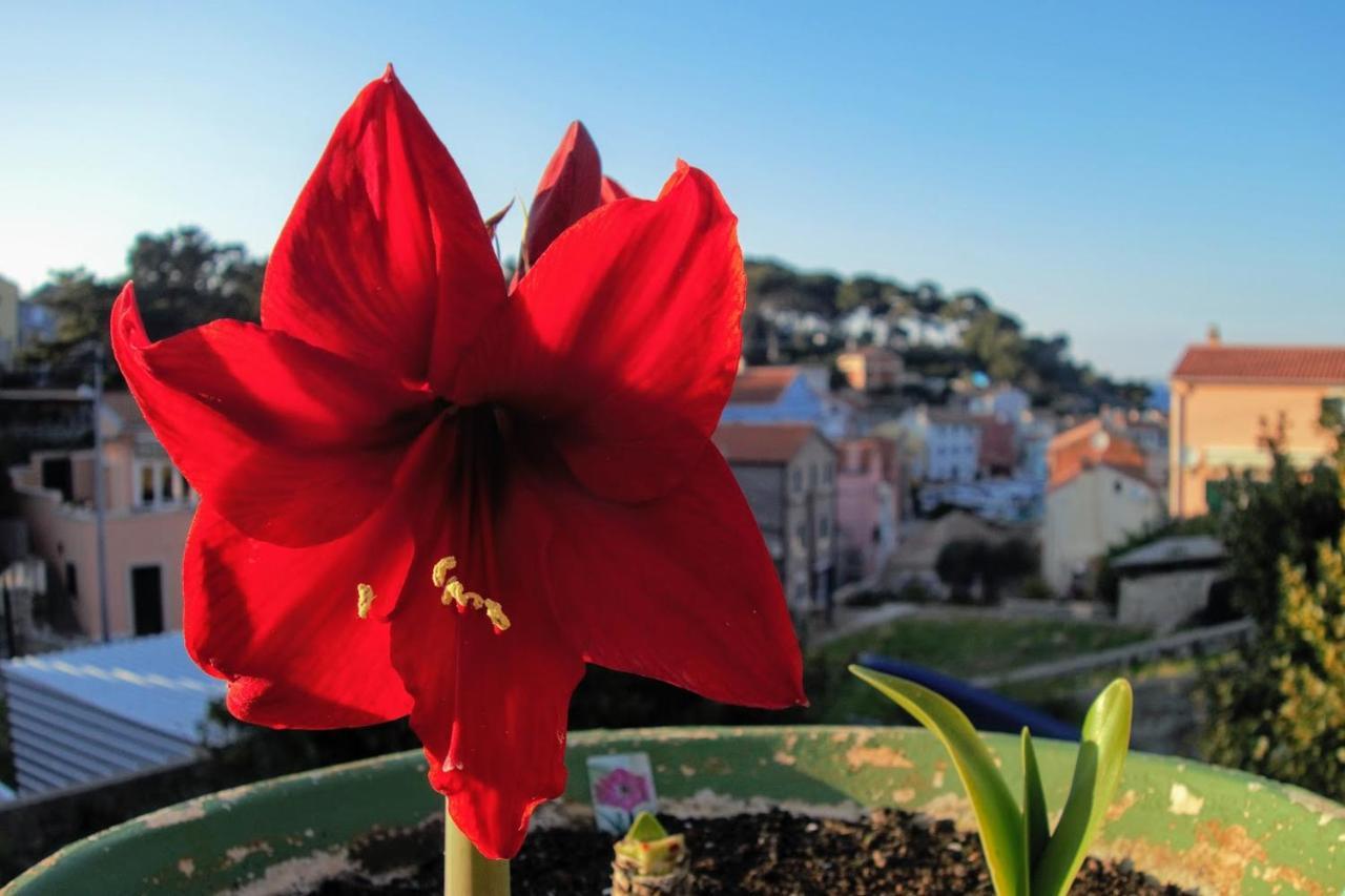 Amaryllis Residence, Apartment Diana & Deluxe Rooms With Shared Kitchen Veli Lošinj Eksteriør billede
